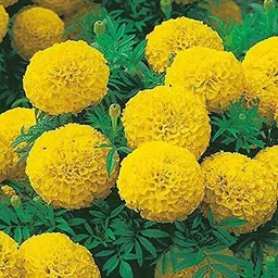 aprix Marigold Plant-picture-31