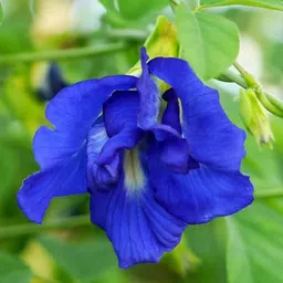 deys agro ™ hybrid aparajita flower plant seeds beej 18 Seed image 1