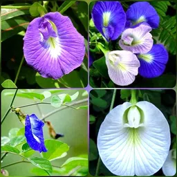ecofusion aparajita flower seeds Seed image 3