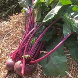 bjubas F1 beetroot seeds Pack of 84 Seed-picture-21