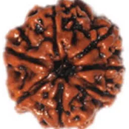 aurra stores 100 % Original & Natural Seven Face / 7 Mukhi Rudraksha With JGL Lab Certified Wood Pendant-picture-22
