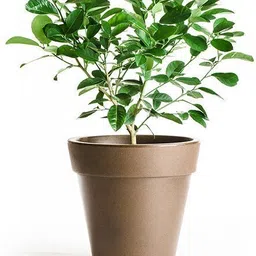 aquinnah Lemon Plant-picture-29