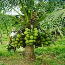 eden of earth Coconut Plant image 2