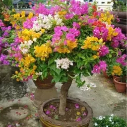 ks traders Bougainvillea Plant-picture-19