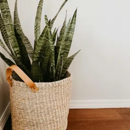 petalpath Snake Plant image 2