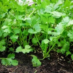 nurseryfriends coriander/dhaniya seeds for planting high germination rate Seed-picture-25