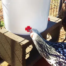 cj farms and agritech Nipple water system for poultry Pole Mount Bird Feeder image 5