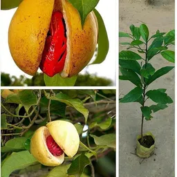 cloud farm ZZ Plant-picture-27