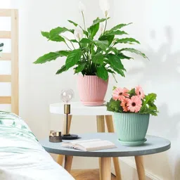 decorway Flower Pots with tray for Home & Decoration Planters,Terrace,Garden Plant Container Set image 4