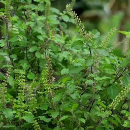 florafusion Tulsi Plant image 2