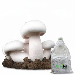 grenfel Milky Mushroom Spawn Seeds (401g) - High Yield for Home Gardening Seed-picture-47