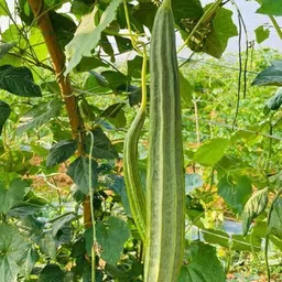 mamoni traders Ridge Gourd Seed, RG-35 Organic Seed For Vegetable Gardening, Ridge Gourd Hybird Seed image 2