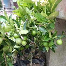 roy's fashoin Lemon Plant-picture-18