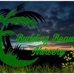 buddingbeauty Amra Plant image 5