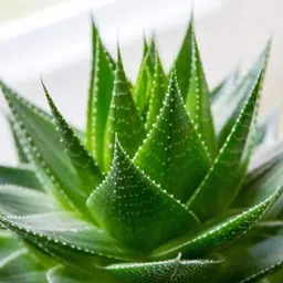 panda Cool Magnetic Aloevera Gel Eyemask (Pack of 2) Aloevera Relaxing Stress Free Eye mask for eye relaxation Dark Circle Removal image 5