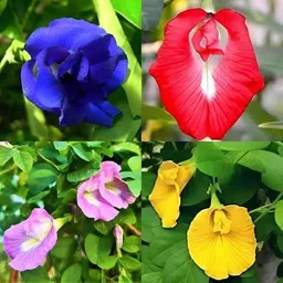 seedkart Mix colour Aprajita flower seeds hybrid Seed-picture-37