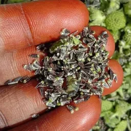 amajit Bhringraj Plant,Kesharaj plant,hair growing herb seed Seed image 3