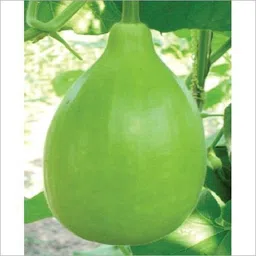 pb honey priya plant Bottle Gourd-picture-21