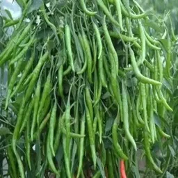 CW44 CHILLI MIRCHI HYBRID SEED Seed-image-17