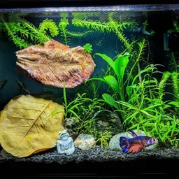 fashionable cliq Almond Leaves for Shrimp Bettas Aquatic Plant Fertilizer image 3