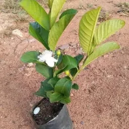 cloud farm Guava Plant image 3