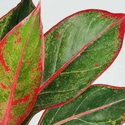 firesplash Aglaonema Lipstick Plant image 3