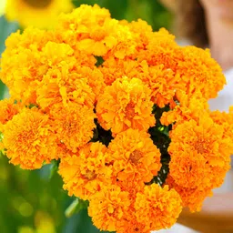 deys agro ™ ganda marigold flower seeds plant Seed image 3