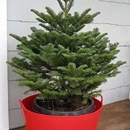 bakuchi Christmas Tree Plant image 2
