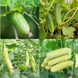 ibains Sosa seeds cucumber kakri seeds pack of 48 Seed image 3