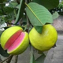 Guava Plant-image-8