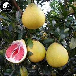 Pomelo Plant-image-20