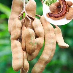 new debnathnursery Tamarind Plant image 2