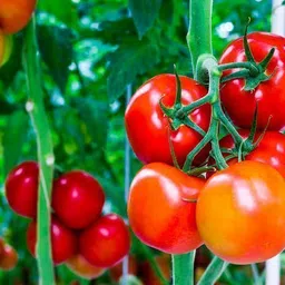 krishnanursery F1 Hybrid Tomato seeds for farming in all season Seed image 2