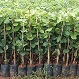 laughearth Red Sandalwood Plant-picture-13