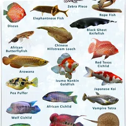 global green Aquarium Fish Pellets (Big 3mm Floating) | 100gm - Highly Nutritious Fish Food 0.1 kg Dry All Life Stages Fish Food image 4