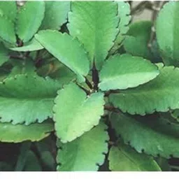 cloud farm Bryophyllum Pinnatum/Patharchatta Plant image 3