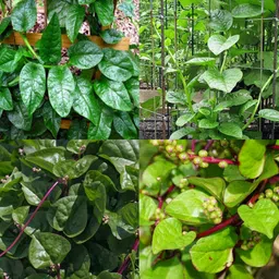 ibains Basella rubra seeds pack of 18 Seed image 3