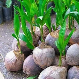 barhloew Coconut Plant-picture-17
