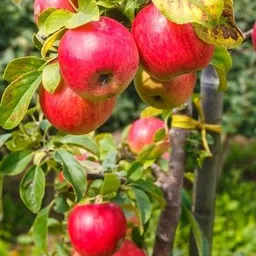jhamping Apple Plant image 2