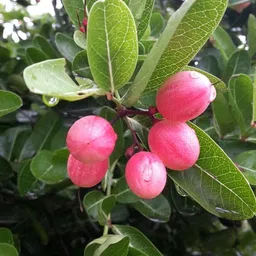 breezy blooms Karonda Plant-picture-30