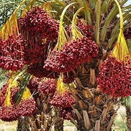 cloud farm ZZ Plant image 2