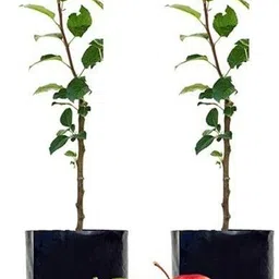 eztect Apple Plant-picture-25