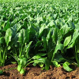 oxygreenplant Palak Seed image 2