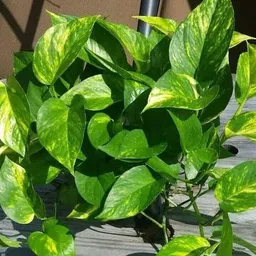 cloud farm Money Plant image 3