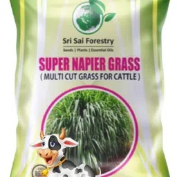 Super Napier Grass Seeds, Multi Cut Grass For Goat, Cow, Rabbit, High Yield Grass Seed-image-48