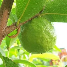 aquinnah Guava Plant-picture-14