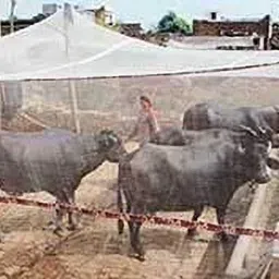 buyagain Polyester Infants Washable Animal Mosquito Nets for Cow/Buffalo, Mosquito Net Cow Shed ( 20X20 FT) Mosquito Net image 3