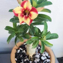 breezy blooms Adenium Plant-picture-22