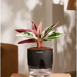 kyari Calathea Triostar With Pot- Black image 1