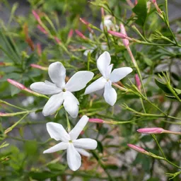 Chamaliang Plant-image-84